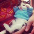 /album/cuki-kepek-/imagescarceg0e-jpg/